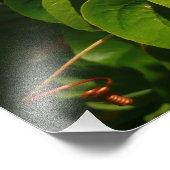 バナナイ食べト鳥の熱帯写真 フォトプリント            (角)