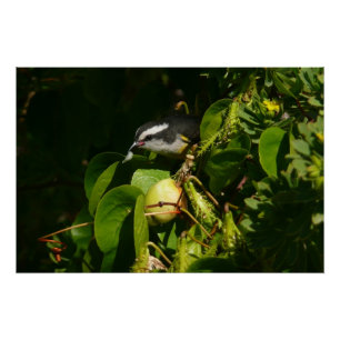バナナイ食べト鳥の熱帯写真 ポスター