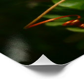 バナナイ食べト鳥の熱帯写真 ポスター (コーナー)