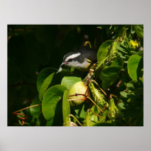 バナナイ食べト鳥の熱帯写真 ポスター