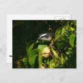 バナナイ食べト鳥の熱帯写真 ポストカード (正面/裏面)