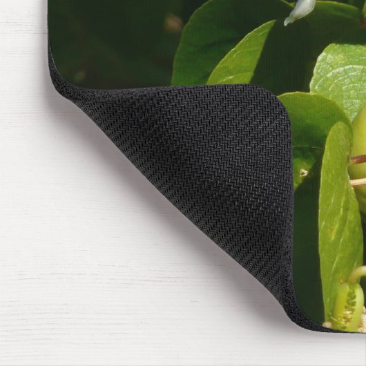 バナナイ食べト鳥の熱帯写真 マウスパッド (コーナー)