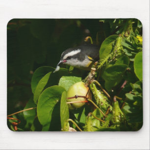 バナナイ食べト鳥の熱帯写真 マウスパッド
