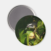 バナナイ食べト鳥の熱帯写真 マグネット (正面/裏面)