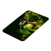 バナナイ食べト鳥の熱帯写真 マグネット (左側)