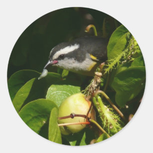 バナナイ食べト鳥の熱帯写真 ラウンドシール