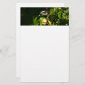 バナナイ食べト鳥の熱帯写真 便箋 (正面/裏面)