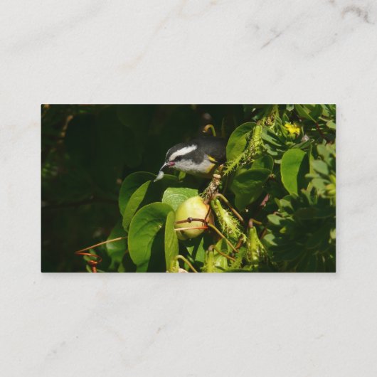 バナナイ食べト鳥の熱帯写真 名刺 (裏面)