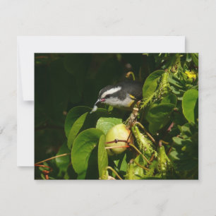 バナナキツイ鳥がトロピカルフルーツを食べる写真