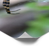 バナナスパイダー ポスター (角)