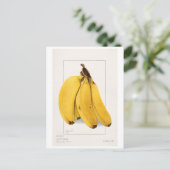 バナナス(Musa) （1904年） Ellen Isham Schutt著 ポストカード (スタンド正面)