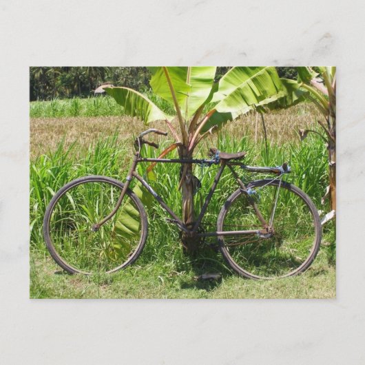 バナナツリーの下の自転車 ポストカード (正面)