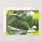 バナナツリー ポストカード (正面/裏面)