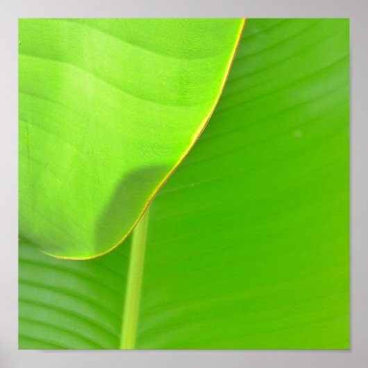 バナナフォールド ポスター (正面)