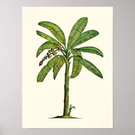 バナナペンとインク ポスター (正面)