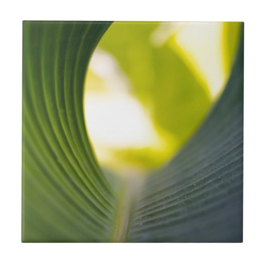 バナナリーフ タイル (正面)