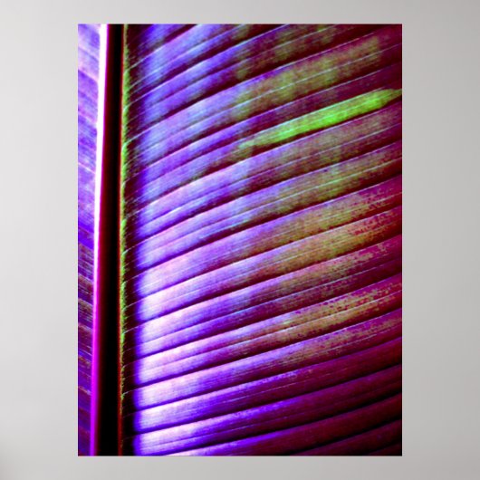 (バナナリーフ)ポスタープリント ポスター (正面)