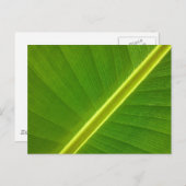バナナリーフ ポストカード (正面/裏面)