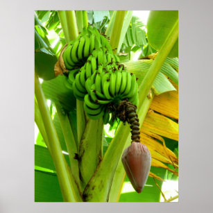 バナナ工場 ポスター