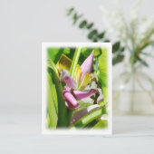 バナナ植物 ポストカード (スタンド正面)