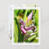 バナナ植物 ポストカード (正面/裏面)