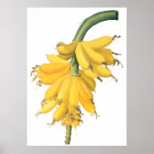 バナナ ポスター (正面)