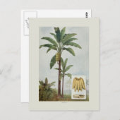 バナナ ポストカード (正面/裏面)