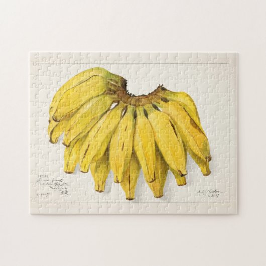 バナナ(ムサ)フルーツウォーター絵画カラー ジグソーパズル (横)