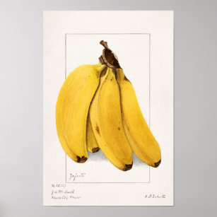 バナナ（ムサ）フルーツウォーター絵画カラー ポスター