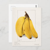 バナナ（ムサ）フルーツウォーター絵画カラー ポストカード (正面/裏面)