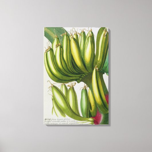 バナナ、ヨハン・ヤコブ・ハイド(1704-67)の彫刻pl キャンバスプリント (正面)