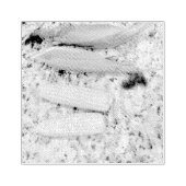 バナナ ラバースタンプ (インプリント)