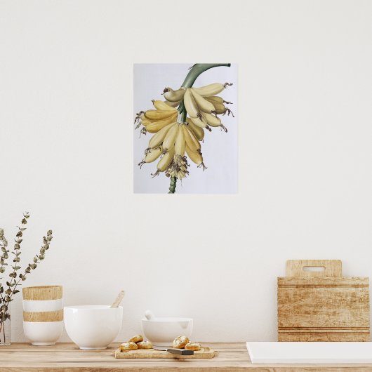 バナナ， 1816 ポスター (キッチン)