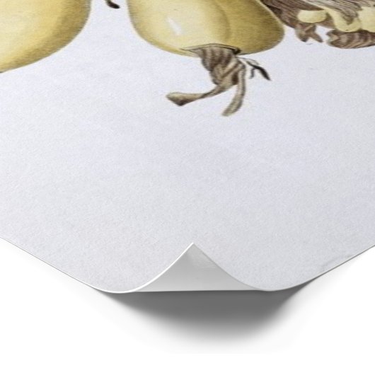 バナナ， 1816 ポスター (角)