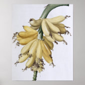 バナナ， 1816 ポスター (正面)