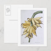 バナナ、1816 ポストカード (正面/裏面)