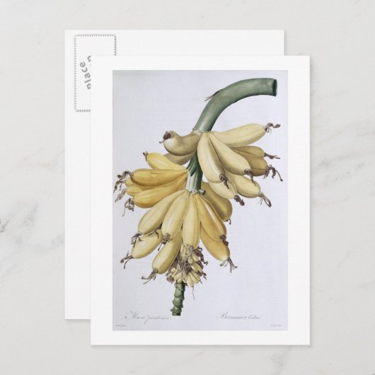 バナナ、1816 ポストカード (正面/裏面)