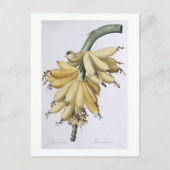 バナナ、1816 ポストカード (正面)