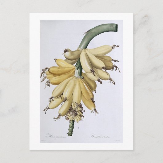 バナナ、1816 ポストカード (正面)