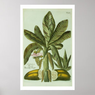 バナナ、J. Weinmann's Phytanthoza Iconographiより ポスター