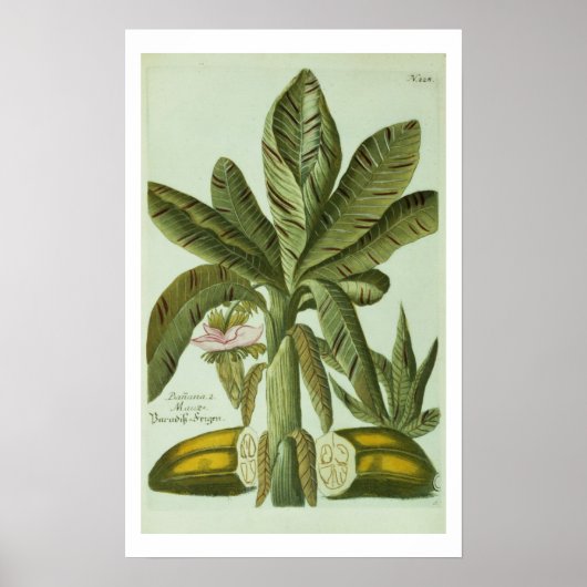 バナナ、J. Weinmann's Phytanthoza Iconographiより ポスター (正面)