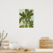 バナナ、J. Weinmann's Phytanthoza Iconographiより ポスター (キッチン)