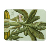 バナナ、J. Weinmann's Phytanthoza Iconographiより マグネット (横)