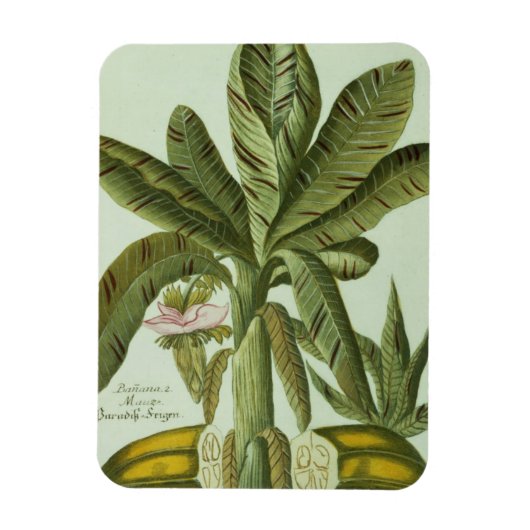 バナナ、J. Weinmann's Phytanthoza Iconographiより マグネット (縦)