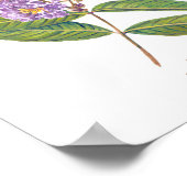 バナバ(Lagerstroemia speciosa) Phフォレスト開花 ポスター (角)