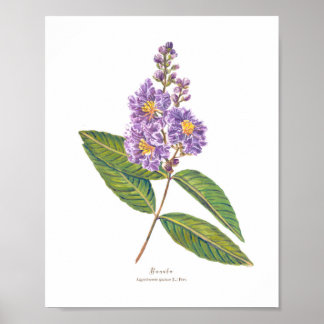 バナバ(Lagerstroemia speciosa) Phフォレスト開花 ポスター