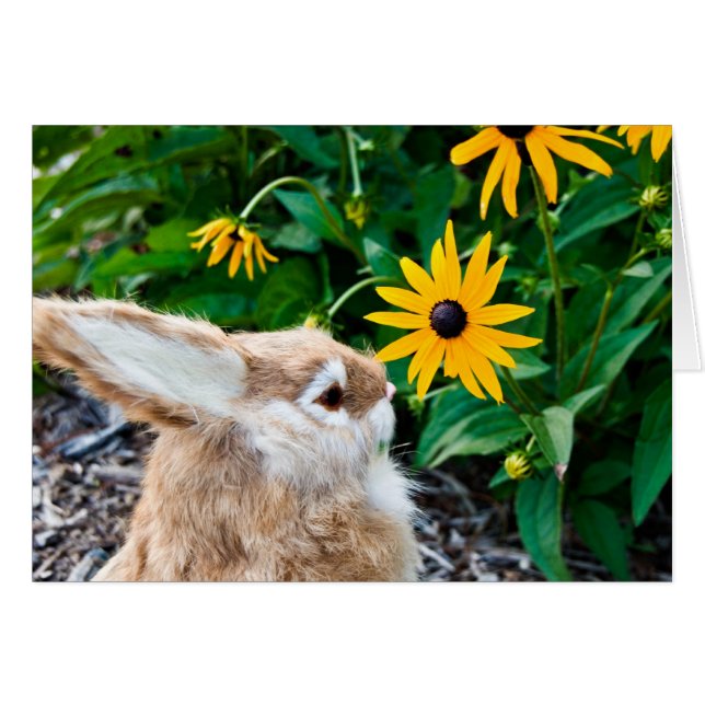 バニおもしろいー (正面横)