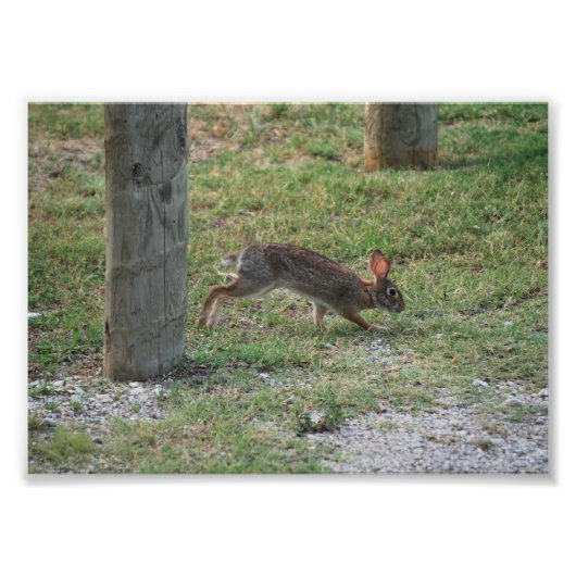 バニカジュアルー フォトプリント            (正面)