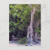 バニヤン通り ポストカード (正面)