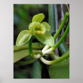 バニラオーキッド ポスター (正面)